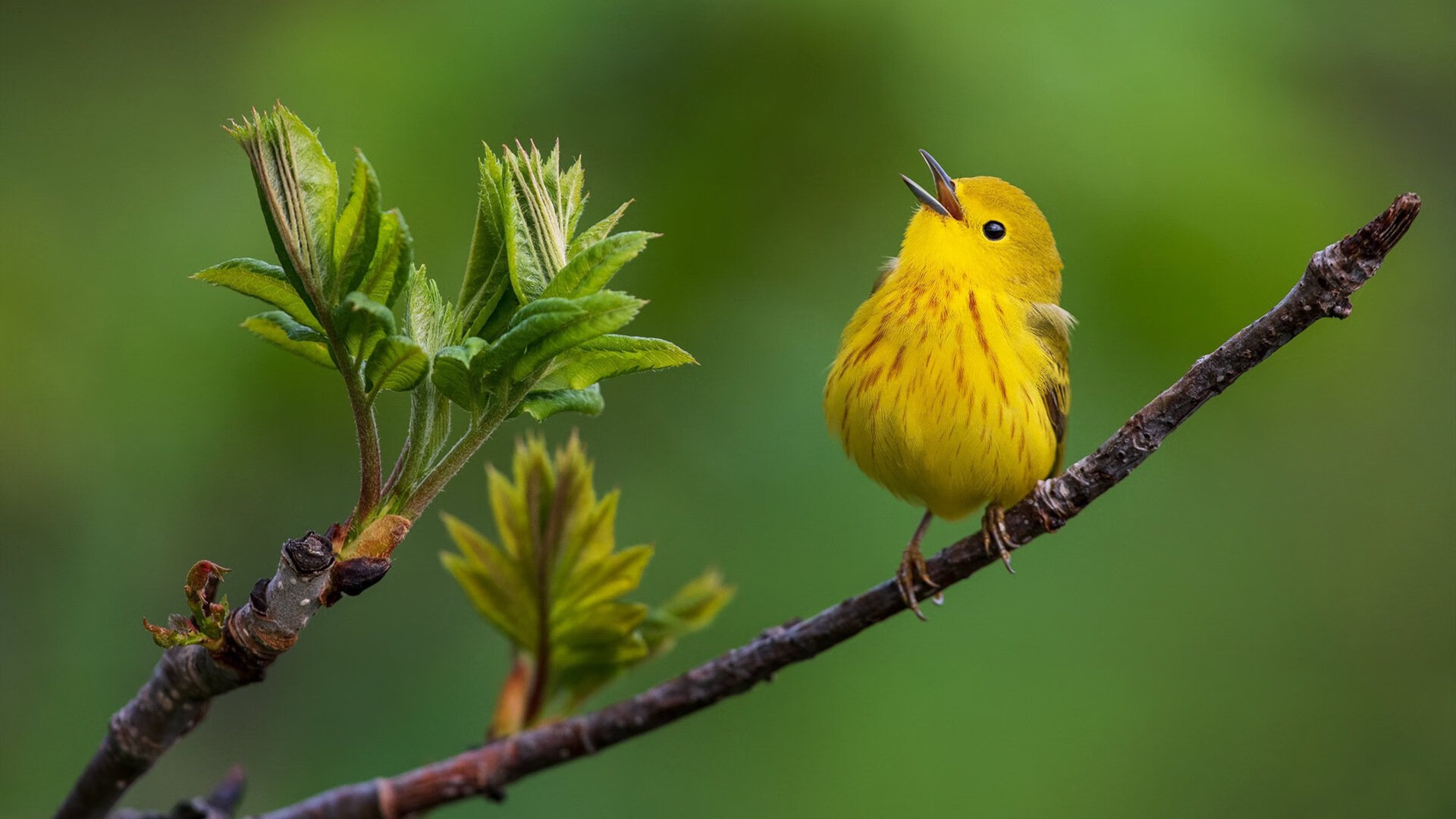 逆袭之夜，从NBA末节风暴到德甲王牌接管，竞技体育的终极剧本