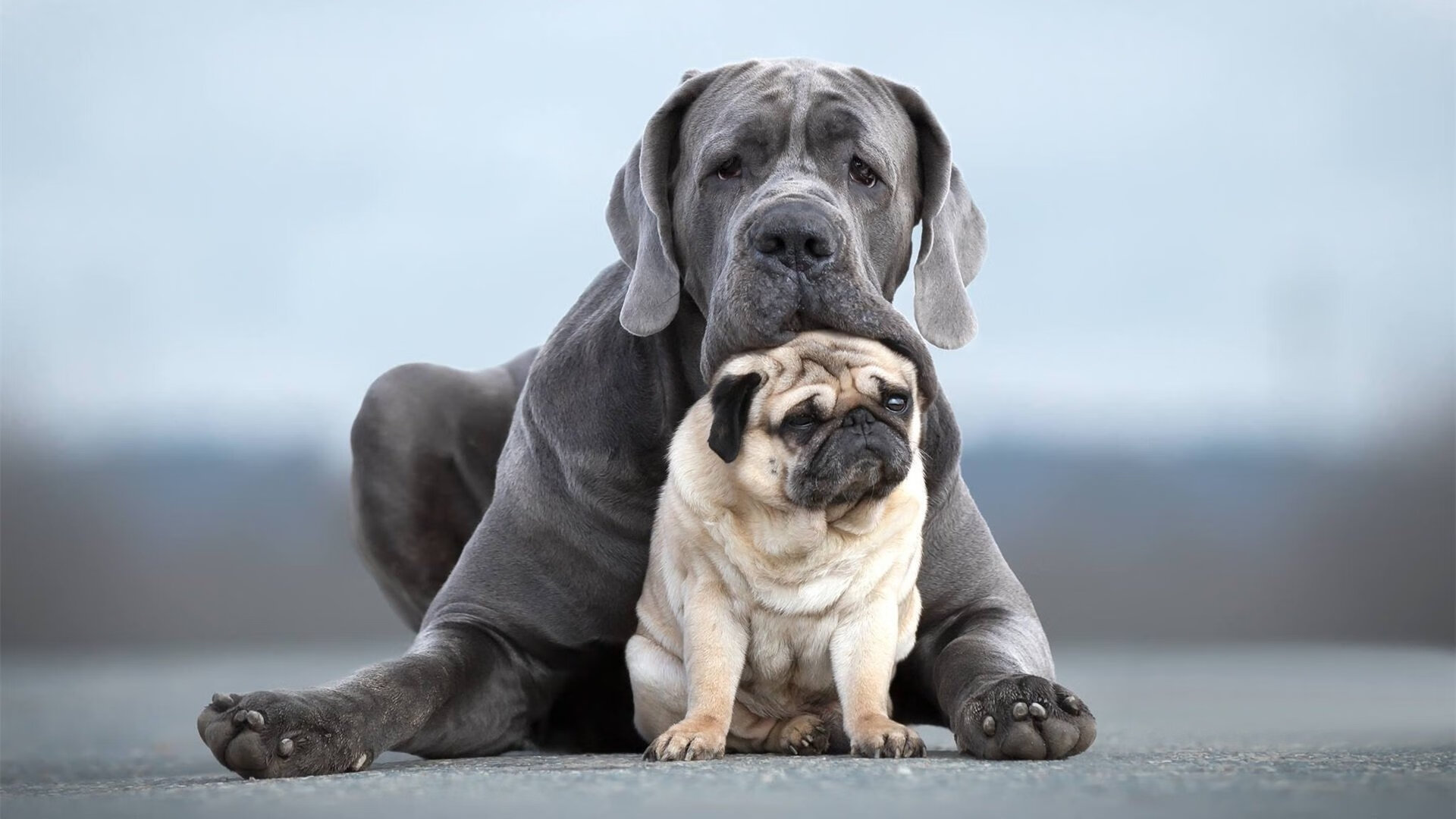 晨光熹微，当尼斯斩落克罗地亚，三笘薰在欧冠赛场亮起新世界的霹雳