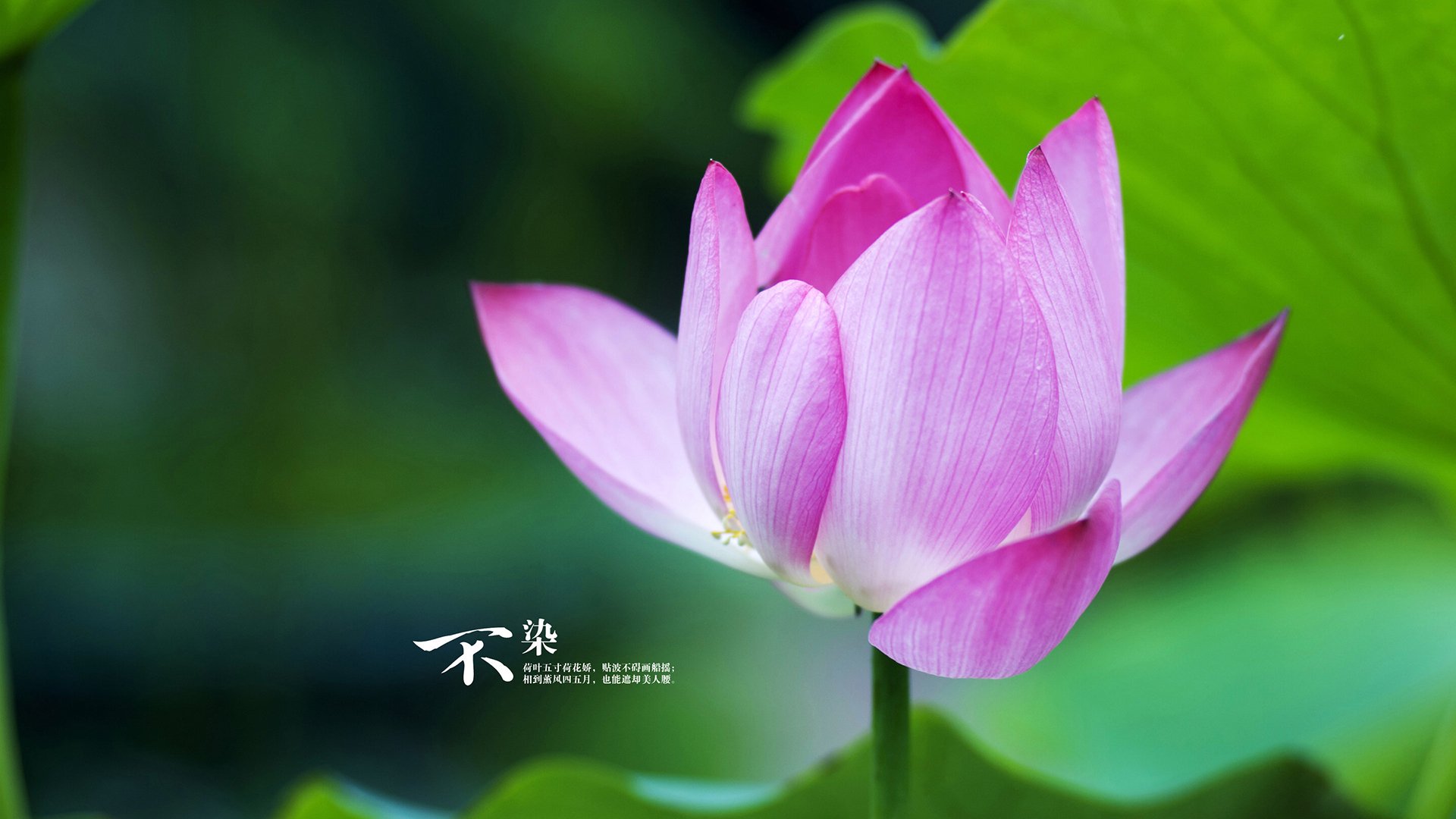 苏格兰狂胜加拿大,卡马文加一人导演逆转好戏