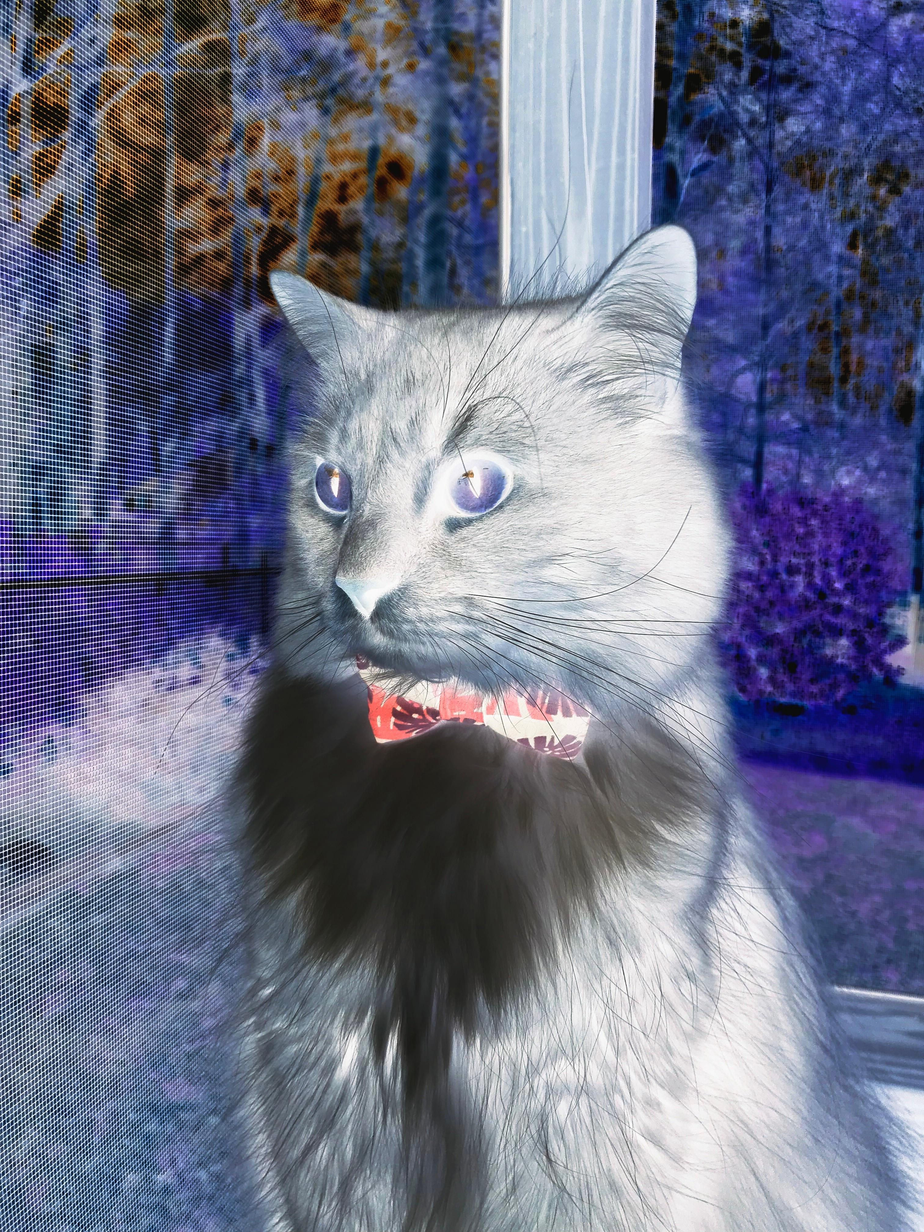 2026世界杯巅峰对决，克罗地亚斩落尼日利亚，戈麦斯接管比赛铸就传奇