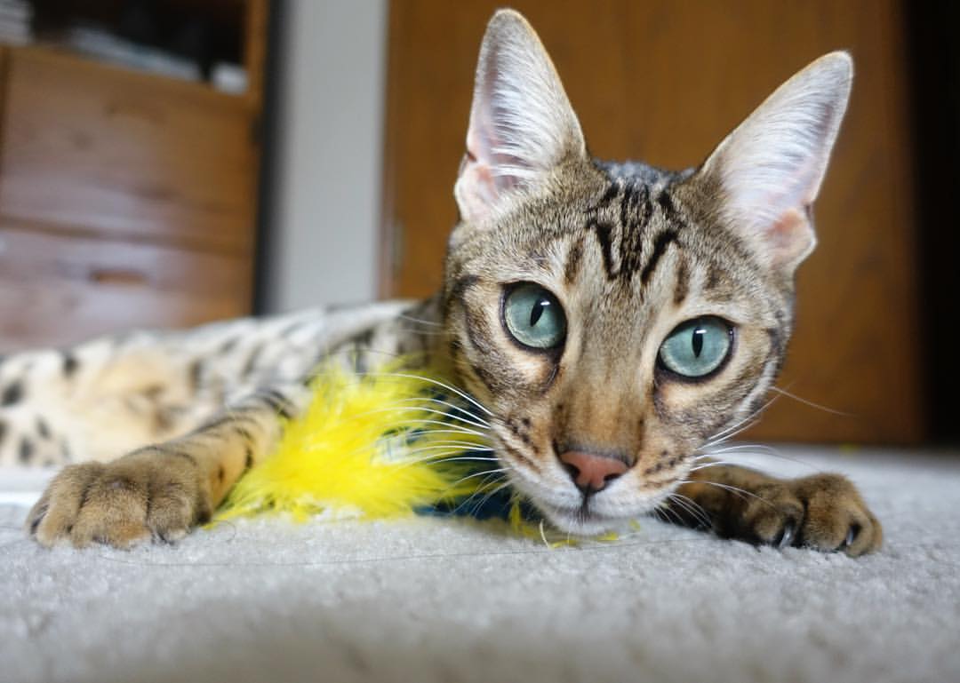 赛场竞速与球场狂飙，跨越维度的压制艺术—当F1冠军悬念遇上公牛队的致命节奏