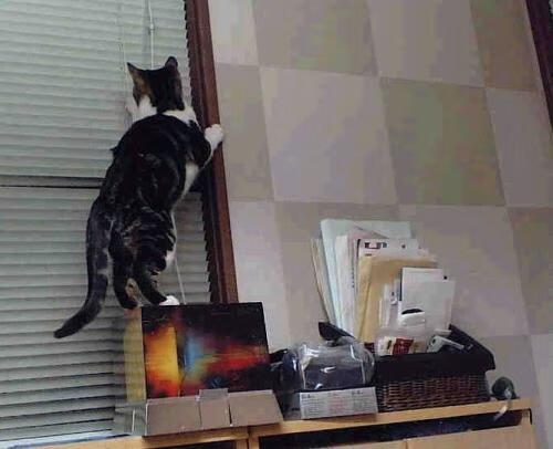 英超争冠焦点战与国王强势晋级鹈鹕,体育世界的双重奏鸣