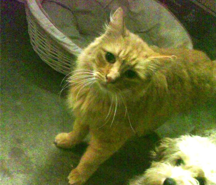 奥利维耶爆发引领牙买加带走胜利，厄瓜多尔梦碎世界杯预选赛