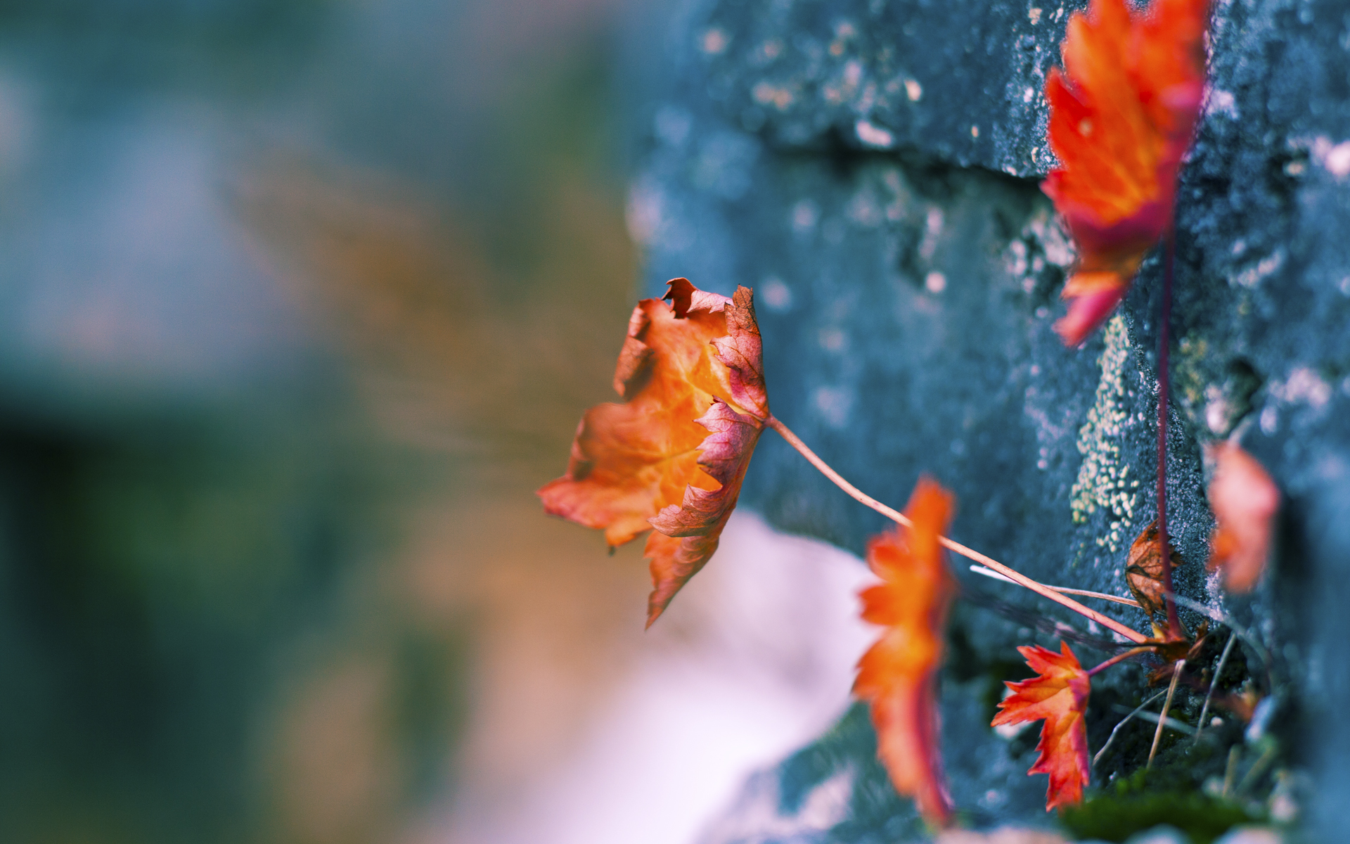 绿衫军团全面压制火箭,贝恩30分闪耀全场