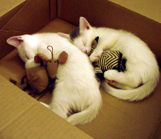 怒潮席卷东北！武切维奇擎天柱，公牛客场粉碎吉林