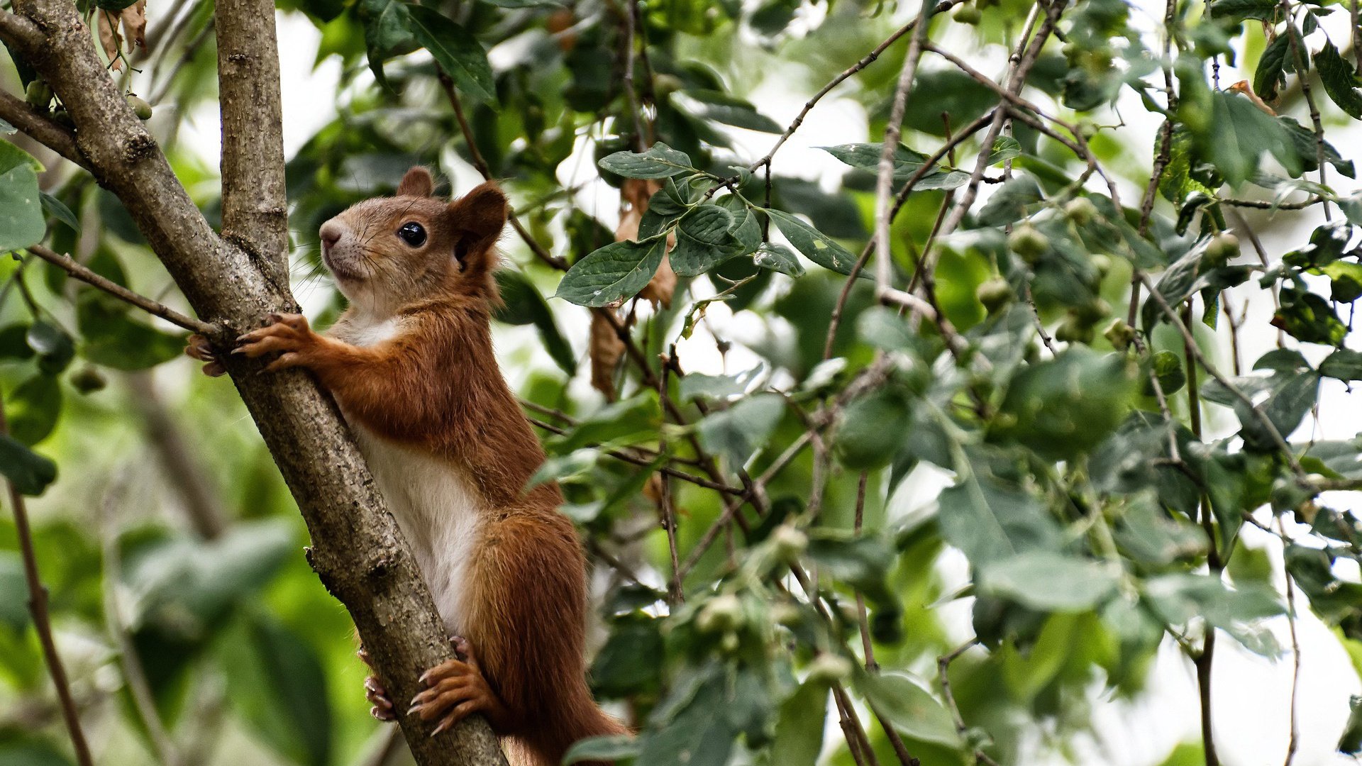 拉梅洛·鲍尔，从华丽舞者到冷血刺客，快船掀翻吉林队的秘密武器