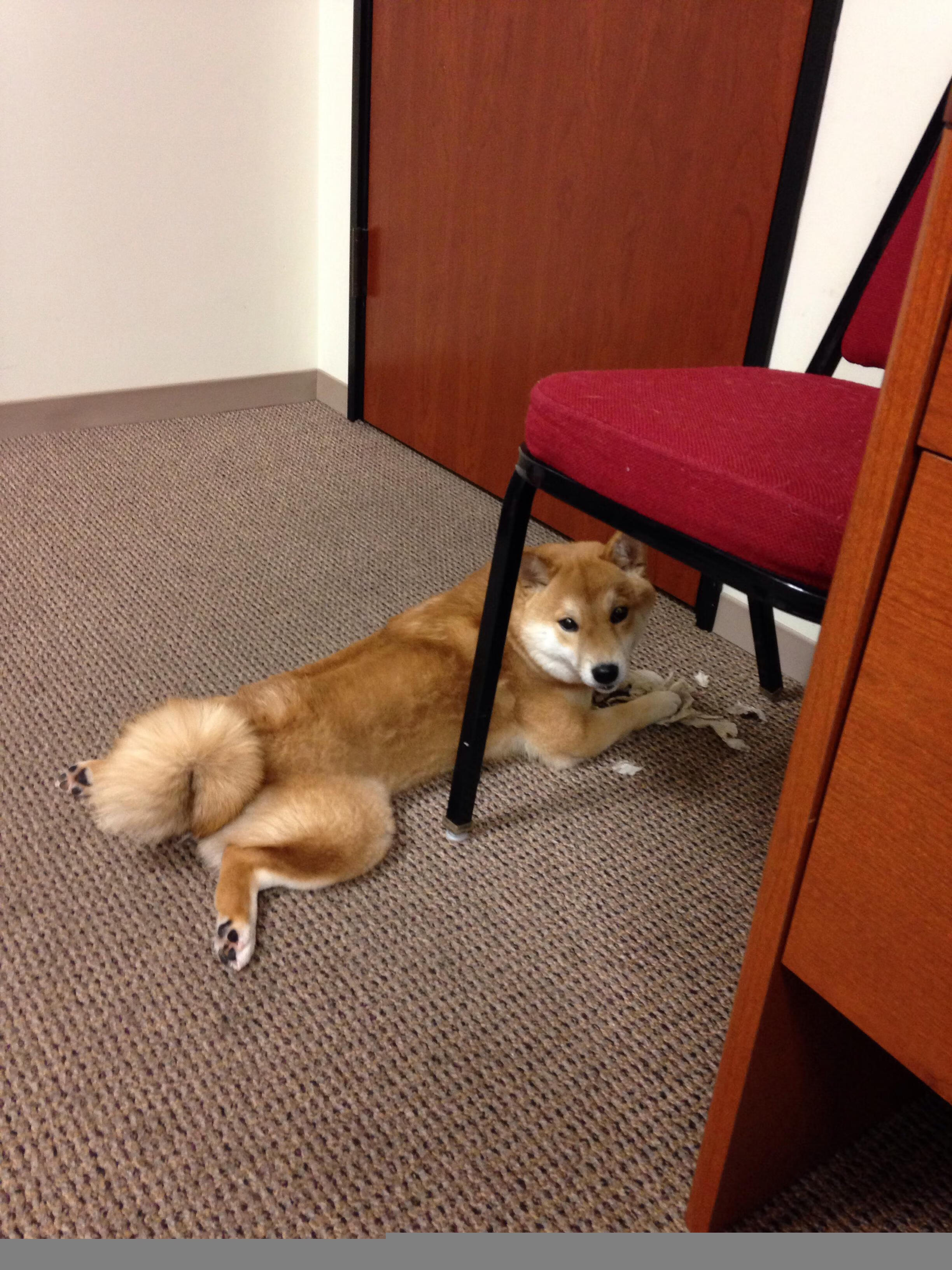 青春风暴，拉梅洛末节狂飙19分，火箭导演惊天逆转击碎步行者