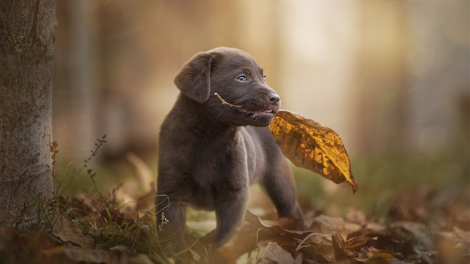 翱翔天际的猎手，老鹰以精密战术压制开拓者，浓眉化身关键先生定乾坤