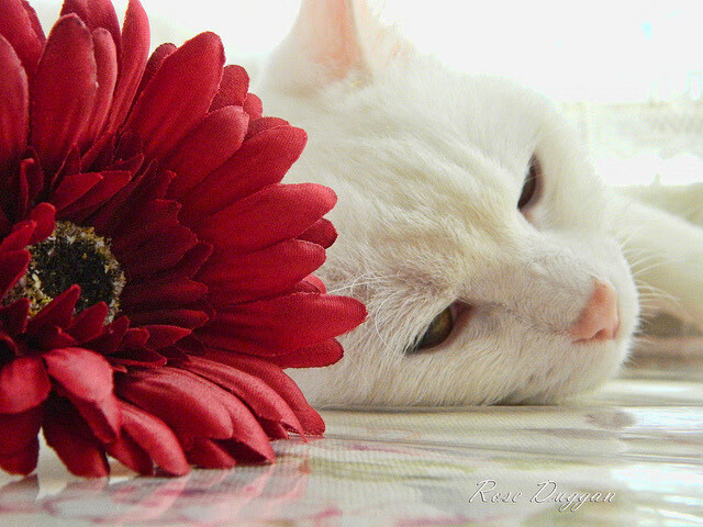 战术完胜!AC米兰高效一波带走亚特兰大,富安健洋赛后评分拉满诠释完美防守